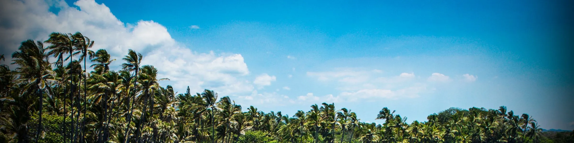 Tropical palm trees under a clear blue sky.