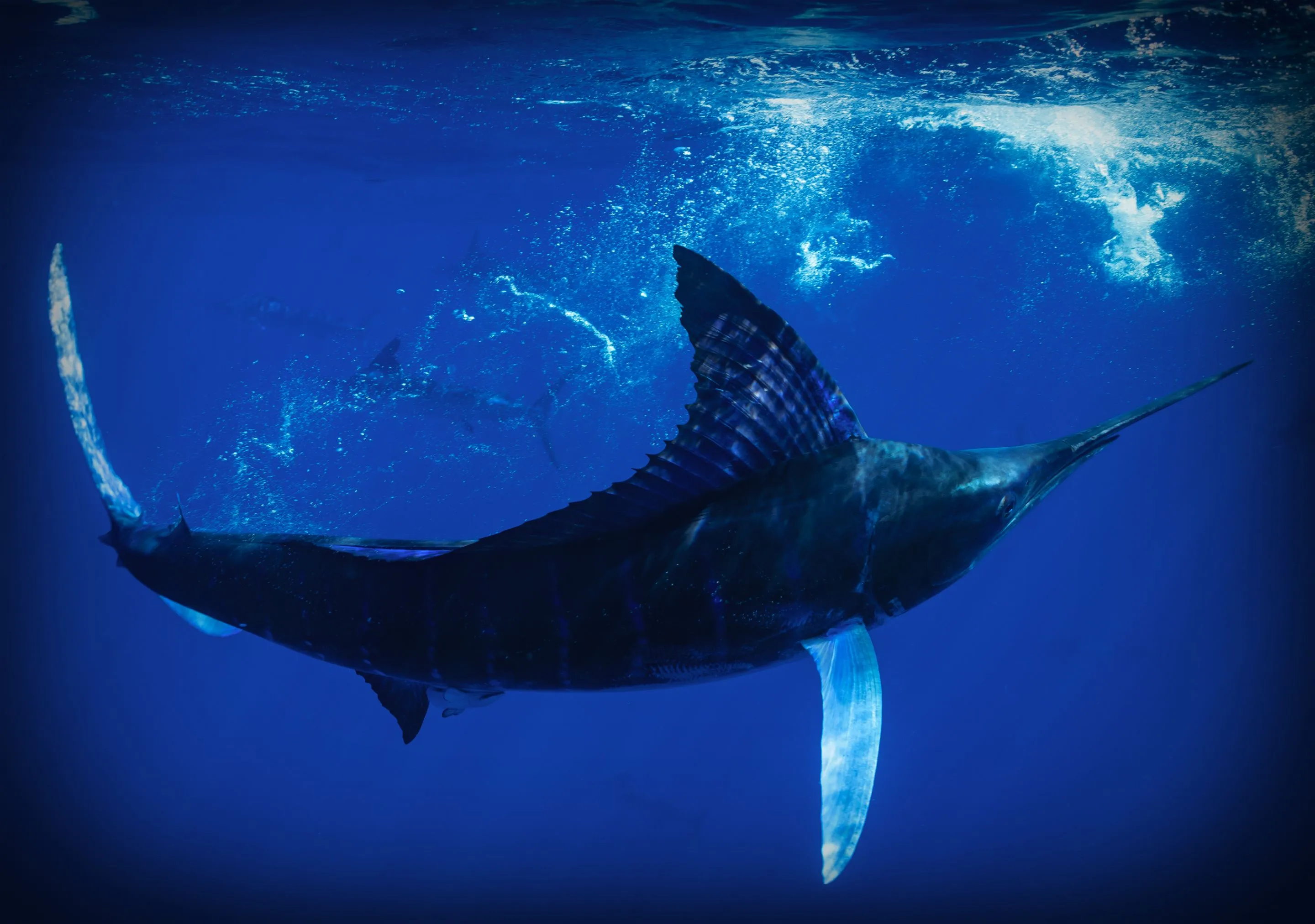 Sailfish swimming underwater with sunlight filtering through the ocean.
