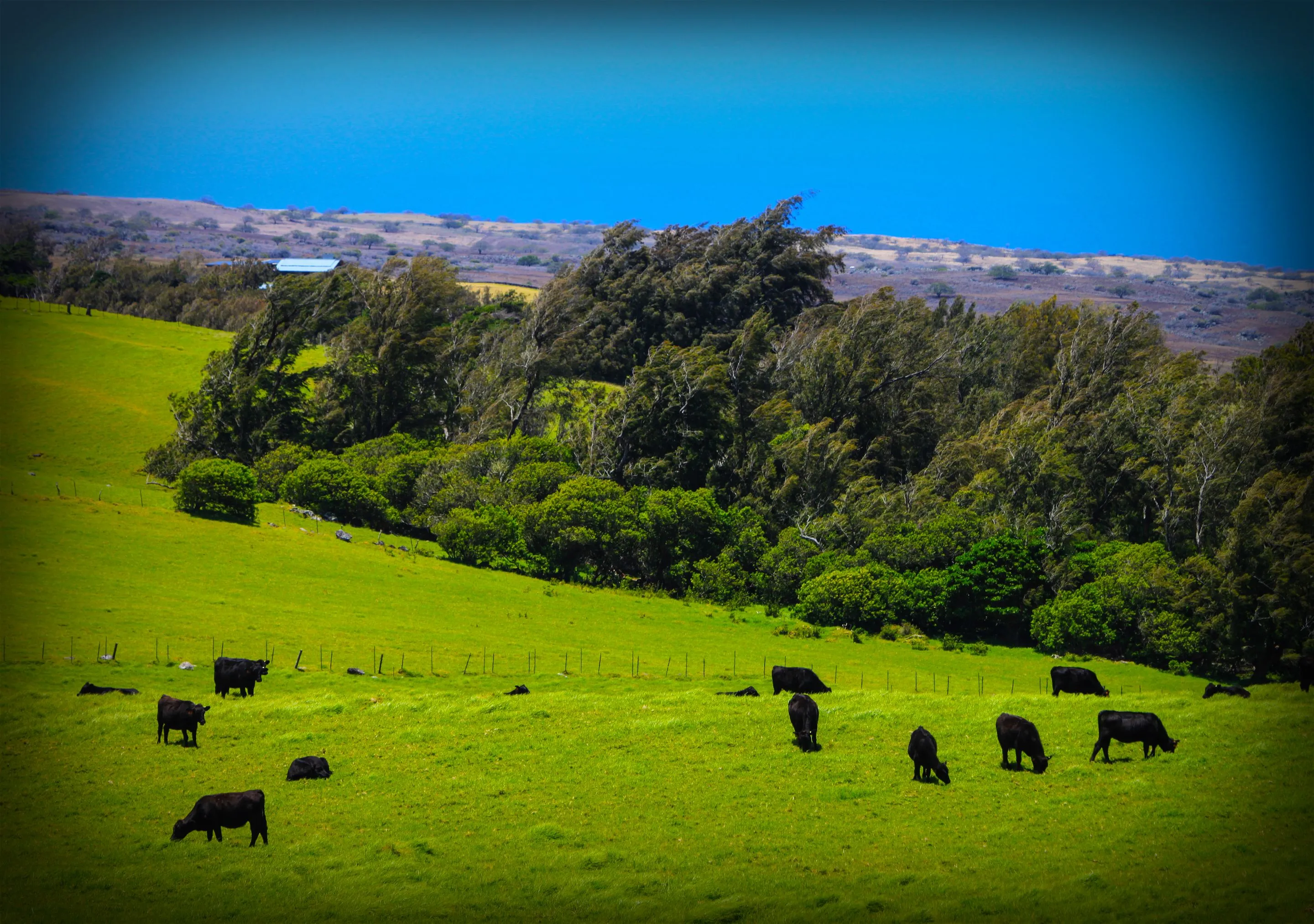 Cows grazing on a lush green hillside with ocean in the background.
