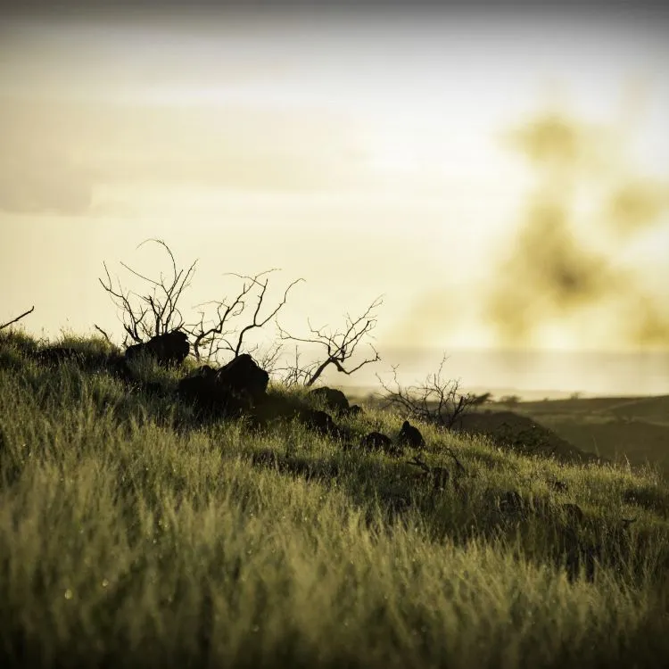 An Audience with Peter Calthorpe.